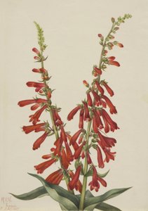 النار Pentstemon Pentstemon eatonii ، 1927. بواسطة ماري فو والكوت