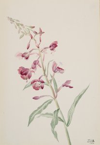 فايرويد Epilobium angustifolium ، 1902. بواسطة ماري فو والكوت