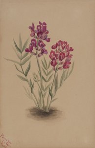 زهور من ميسا ، 1883. بواسطة ماري فو والكوت
