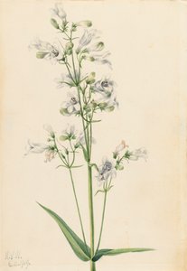 Foxglove Pentstemon Pentstemon digitalis ، 1919. بواسطة ماري فو والكوت
