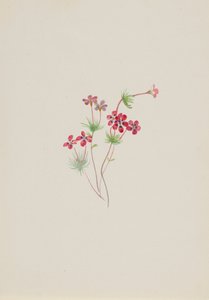 جيليا لينانثوس parviflorus ، كاليفورنيا. 1900-1930. بواسطة ماري فو والكوت