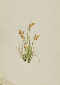 Golden Sedge Carex aurea ، 1921. بواسطة ماري فو والكوت