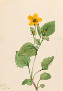 النجمة الذهبية Chrysogonum virginianum ، 1922. بواسطة ماري فو والكوت
