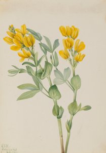 Goldenpea Thermopsis rhombifolia ، 1923. بواسطة ماري فو والكوت