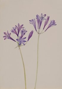 عشب البندق Brodiaea laxa ، 1933. بواسطة ماري فو والكوت