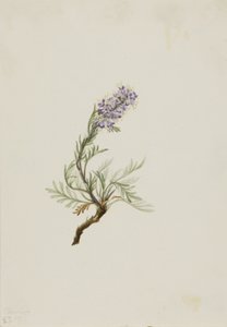 جراي Phacelia Phacelia sericea ، 1911. بواسطة ماري فو والكوت