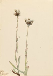 جراي Pussytoes Antennaria Howellii ، 1921. بواسطة ماري فو والكوت
