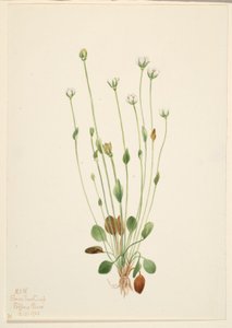 عشبة الرغوة الرمادية (Senecio canus)