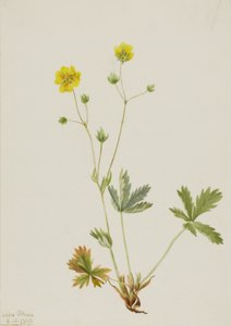 الإصبع الخماسي الأوراق الرمادية (Potentilla glaucophylla)