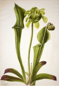 القارورة الخضراء Sarracenia orephila ، 1933. بواسطة ماري فو والكوت