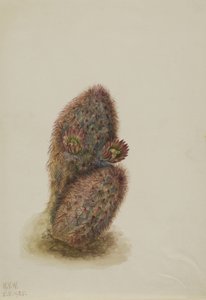 صبار الفراولة الخضراء Echinocereus viridisflorus ، 1925 بواسطة ماري فو والكوت