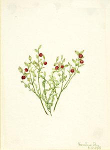 طيهوج Whortleberry Vaccinium scoparium ، 1918. بواسطة ماري فو والكوت