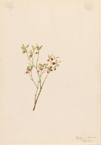 غروس Whortleberry Vaccinum scoparium ، 1916. بواسطة ماري فو والكوت
