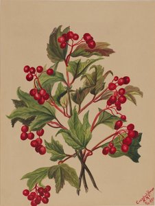 غروسبيري Viburnum americanum ، 1880. بواسطة ماري فو والكوت