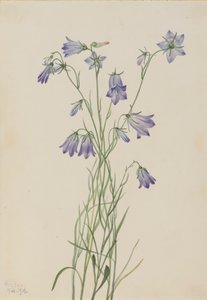 Harebell Campanula rotundifolia ، 1916. بواسطة ماري فو والكوت
