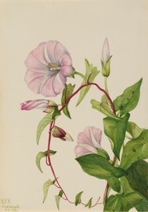 Hedge Bindweed Calystegia Convolvulus sepium ، 1932. بواسطة ماري فو والكوت