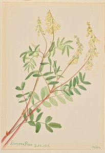 Hedysarum Hedysarum sulphurescens ، 1917 بواسطة ماري فو والكوت
