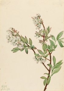 التوت الأزرق المرتفع (Vaccinium corymbosum) بواسطة ماري فو والكوت