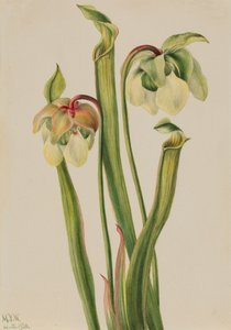 الهجين القاذف Sarracenia الصغرى ، 1930. بواسطة ماري فو والكوت