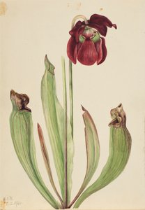 الهجين القارورة Sarracenia rubra xs purpurea venosa ، 1920. بواسطة ماري فو والكوت