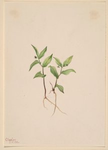كروهسي (Kruhsea streptopoides) بواسطة ماري فو والكوت