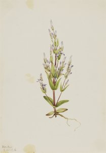 Ladder Gentian Acute Gentian ، 1916. بواسطة ماري فو والكوت