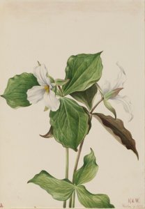 التريليوم الأبيض الكبير (Trillium grandiflorum) بواسطة ماري فو والكوت