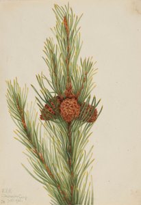 صنوبر اللودجبول (Pinus Contorta murrayana) بواسطة ماري فو والكوت