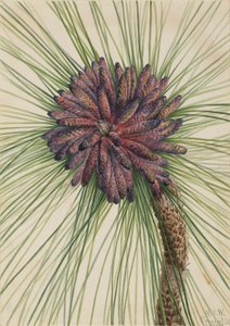 Longleaf Pine Pinus palustris ، 1929.
