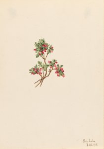 انخفاض Whortleberry Vaccinium caespitosum ، 1918. بواسطة ماري فو والكوت
