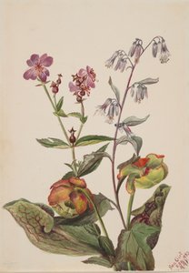 Meadow Beauty Rhexia virginica، Rattlesnake Roat Nabalus albus، Pitcherplant ...، 1880. بواسطة ماري فو والكوت