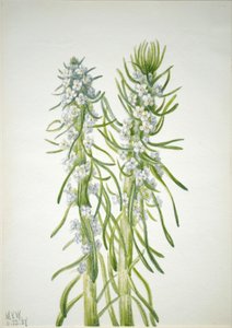 شمعة المنجم Oreocarya virgata ، 1937. بواسطة ماري فو والكوت