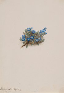 طحلب النسيان (Eritichum elongatum) بواسطة ماري فو والكوت