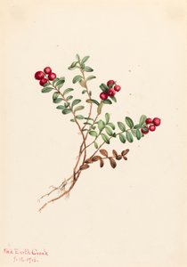 جبل التوت البري Vaccinium vitisdaea ناقص ، 1916. بواسطة ماري فو والكوت