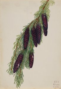 جبل Hemlock Tsuga mertensiana ، 1923. بواسطة ماري فو والكوت