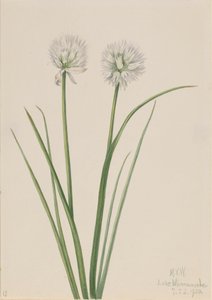 البصل الشمالي Allium sibiricum ، 1920. بواسطة ماري فو والكوت