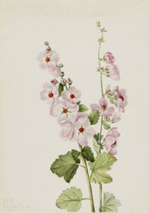 أورانج العين Globemallow Sphaeralcea davidsonii ، 1926. بواسطة ماري فو والكوت