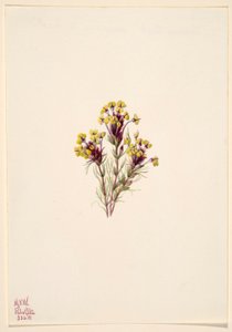برسيم البومة (Orthocarpus erianthus) بواسطة ماري فو والكوت