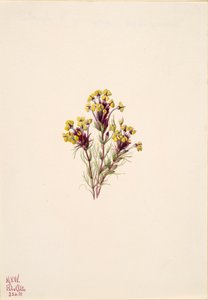 البومة البرسيم Orthocarpus erianthus ، 1935. بواسطة ماري فو والكوت