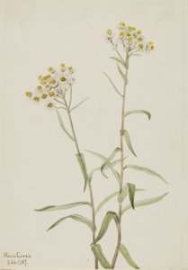 بيرل الأبدية Anaphalis margaritacea ، 1917. بواسطة ماري فو والكوت