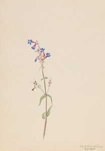 Pentstemon Pentstemon procerus، 1905. بواسطة ماري فو والكوت