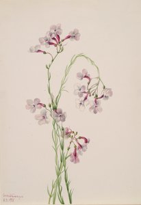 Pentstemon ambiguus ، 1935 بواسطة ماري فو والكوت