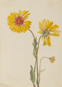 المعمرة Gaillardia Gaillardia aristata ، 1904. بواسطة ماري فو والكوت