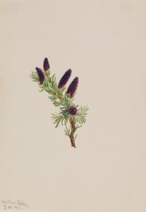 Picea engelmanni ، 1913.