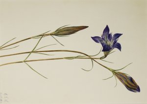 Pinebarren Gentian Gentiana Porphyrio ، 1923 بواسطة ماري فو والكوت
