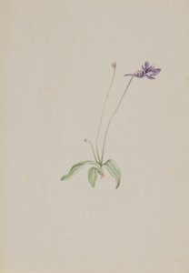 Pinguicula vulgaris ، كاليفورنيا. أوائل الثلاثينيات. بواسطة ماري فو والكوت