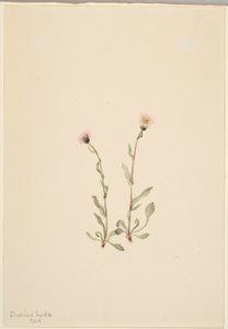 الرجلة الوردية (Erigeron jucundus) بواسطة ماري فو والكوت