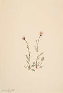 الوردي Fleabane Erigeron jucundus ، 1904