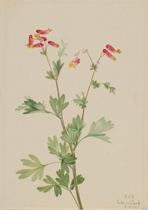 الوردي Fumeroot Capnoides sempervirens ، 1922. بواسطة ماري فو والكوت