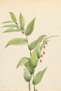 منحنيات Streptopus Streptopus الملتوية الوردي الملتوية ، 1913. بواسطة ماري فو والكوت